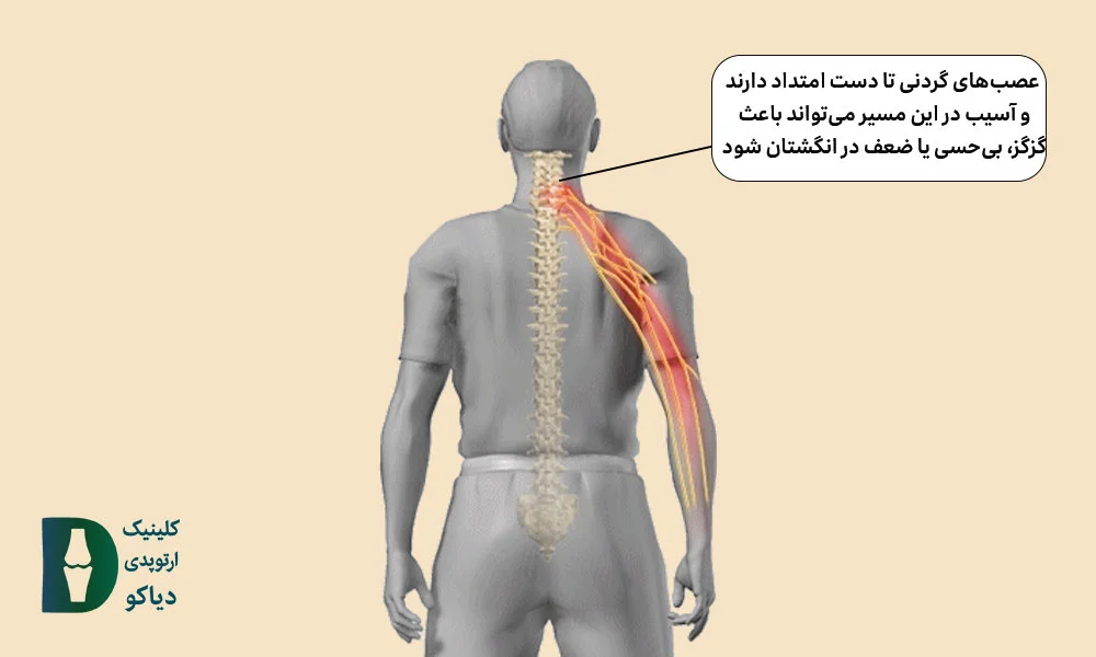 عصب‌های گردنی 